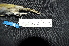  ( - IRD LGR-018.2)  @11 [ ] CreativeCommons  Attribution Non-Commercial Share-Alike (2014) Hidayat Hashari Indonesian Institute of Sciences, Museum Zoologicum Bogoriense