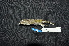  ( - IRD LGR-018.2)  @11 [ ] CreativeCommons  Attribution Non-Commercial Share-Alike (2014) Hidayat Hashari Indonesian Institute of Sciences, Museum Zoologicum Bogoriense