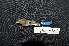  ( - IRD LGR-023.2)  @11 [ ] CreativeCommons  Attribution Non-Commercial Share-Alike (2014) Hidayat Hashari Indonesian Institute of Sciences, Museum Zoologicum Bogoriense