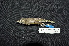  ( - IRD LGR-027.2)  @11 [ ] CreativeCommons  Attribution Non-Commercial Share-Alike (2014) Hidayat Hashari Indonesian Institute of Sciences, Museum Zoologicum Bogoriense
