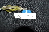 ( - IRD LGR-028.2)  @11 [ ] CreativeCommons  Attribution Non-Commercial Share-Alike (2014) Hidayat Hashari Indonesian Institute of Sciences, Museum Zoologicum Bogoriense