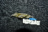  ( - IRD LGR-028.2)  @11 [ ] CreativeCommons  Attribution Non-Commercial Share-Alike (2014) Hidayat Hashari Indonesian Institute of Sciences, Museum Zoologicum Bogoriense