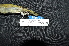  (Meliphaga analoga - IRD LGR-069.2)  @11 [ ] CreativeCommons  Attribution Non-Commercial Share-Alike (2014) Hidayat Hashari Indonesian Institute of Sciences, Museum Zoologicum Bogoriense