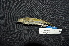  ( - IRD LGR-069.2)  @11 [ ] CreativeCommons  Attribution Non-Commercial Share-Alike (2014) Hidayat Hashari Indonesian Institute of Sciences, Museum Zoologicum Bogoriense