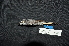  ( - IRD LGR-039.2)  @11 [ ] CreativeCommons  Attribution Non-Commercial Share-Alike (2014) Hidayat Hashari Indonesian Institute of Sciences, Museum Zoologicum Bogoriense
