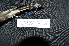  ( - IRD LGR-043.2)  @11 [ ] CreativeCommons  Attribution Non-Commercial Share-Alike (2014) Hidayat Hashari Indonesian Institute of Sciences, Museum Zoologicum Bogoriense