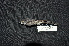  ( - IRD LGR-043.2)  @11 [ ] CreativeCommons  Attribution Non-Commercial Share-Alike (2014) Hidayat Hashari Indonesian Institute of Sciences, Museum Zoologicum Bogoriense