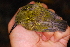  ( - IRD LGR-021.2)  @11 [ ] CreativeCommons  Attribution Non-Commercial Share-Alike (2014) Hidayat Hashari Indonesian Institute of Sciences, Museum Zoologicum Bogoriense
