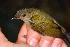  ( - IRD LGR-021.2)  @11 [ ] CreativeCommons  Attribution Non-Commercial Share-Alike (2014) Hidayat Hashari Indonesian Institute of Sciences, Museum Zoologicum Bogoriense