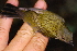  ( - IRD LGR-021.2)  @11 [ ] CreativeCommons  Attribution Non-Commercial Share-Alike (2014) Hidayat Hashari Indonesian Institute of Sciences, Museum Zoologicum Bogoriense