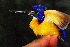  ( - IRD LGR0-52.2)  @11 [ ] CreativeCommons  Attribution Non-Commercial Share-Alike (2014) Hidayat Hashari Indonesian Institute of Sciences, Museum Zoologicum Bogoriense