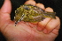  ( - IRD LGR-143.2)  @11 [ ] CreativeCommons  Attribution Non-Commercial Share-Alike (2014) Hidayat Hashari Indonesian Institute of Sciences, Museum Zoologicum Bogoriense