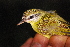  ( - IRD LGR-143.2)  @11 [ ] CreativeCommons  Attribution Non-Commercial Share-Alike (2014) Hidayat Hashari Indonesian Institute of Sciences, Museum Zoologicum Bogoriense