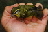  ( - IRD LGR-147.2)  @11 [ ] CreativeCommons  Attribution Non-Commercial Share-Alike (2014) Hidayat Hashari Indonesian Institute of Sciences, Museum Zoologicum Bogoriense