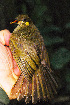  ( - IRD LGR-147.2)  @11 [ ] CreativeCommons  Attribution Non-Commercial Share-Alike (2014) Hidayat Hashari Indonesian Institute of Sciences, Museum Zoologicum Bogoriense