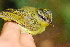  ( - IRD LGR-148.2)  @11 [ ] CreativeCommons  Attribution Non-Commercial Share-Alike (2014) Hidayat Hashari Indonesian Institute of Sciences, Museum Zoologicum Bogoriense