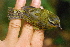  ( - IRD LGR-148.2)  @11 [ ] CreativeCommons  Attribution Non-Commercial Share-Alike (2014) Hidayat Hashari Indonesian Institute of Sciences, Museum Zoologicum Bogoriense