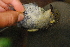  ( - IRD LGR-160.2)  @11 [ ] CreativeCommons  Attribution Non-Commercial Share-Alike (2014) Hidayat Hashari Indonesian Institute of Sciences, Museum Zoologicum Bogoriense