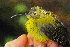  ( - IRD LGR-162.2)  @11 [ ] CreativeCommons  Attribution Non-Commercial Share-Alike (2014) Hidayat Hashari Indonesian Institute of Sciences, Museum Zoologicum Bogoriense