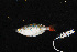  ( - IRD BIF 3036.2)  @11 [ ] CreativeCommons  Attribution Non-Commercial Share-Alike (2016) Laurent POUYAUD IRD