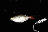 ( - IRD BIF 3089.2)  @11 [ ] CreativeCommons  Attribution Non-Commercial Share-Alike (2016) Laurent POUYAUD IRD