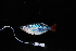 ( - IRD BIF 3069.2)  @11 [ ] CreativeCommons  Attribution Non-Commercial Share-Alike (2016) Laurent POUYAUD IRD