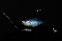  ( - IRD BIF 3079.2)  @11 [ ] CreativeCommons  Attribution Non-Commercial Share-Alike (2016) Laurent POUYAUD IRD