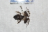 ( - IRD EAA277.2)  @11 [ ] CreativeCommons  Attribution Non-Commercial Share-Alike (2014) Evy Arida Indonesian Institute of Sciences, Museum Zoologicum Bogoriense