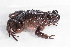  (Callulops - IRD EAA461.2)  @11 [ ] CreativeCommons  Attribution Non-Commercial Share-Alike (2014) Evy Arida Indonesian Institute of Sciences, Museum Zoologicum Bogoriense