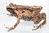  ( - IRD EAA303.2)  @11 [ ] CreativeCommons  Attribution Non-Commercial Share-Alike (2014) Evy Arida Indonesian Institute of Sciences, Museum Zoologicum Bogoriense
