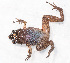  ( - IRD EAA303.2)  @11 [ ] CreativeCommons  Attribution Non-Commercial Share-Alike (2014) Evy Arida Indonesian Institute of Sciences, Museum Zoologicum Bogoriense