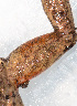  ( - IRD EAA303.2)  @11 [ ] CreativeCommons  Attribution Non-Commercial Share-Alike (2014) Evy Arida Indonesian Institute of Sciences, Museum Zoologicum Bogoriense