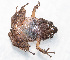  ( - IRD EAA308.2)  @11 [ ] CreativeCommons  Attribution Non-Commercial Share-Alike (2014) Evy Arida Indonesian Institute of Sciences, Museum Zoologicum Bogoriense