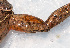  ( - IRD EAA308.2)  @11 [ ] CreativeCommons  Attribution Non-Commercial Share-Alike (2014) Evy Arida Indonesian Institute of Sciences, Museum Zoologicum Bogoriense