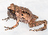  ( - IRD EAA310.2)  @11 [ ] CreativeCommons  Attribution Non-Commercial Share-Alike (2014) Evy Arida Indonesian Institute of Sciences, Museum Zoologicum Bogoriense