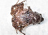  ( - IRD EAA310.2)  @11 [ ] CreativeCommons  Attribution Non-Commercial Share-Alike (2014) Evy Arida Indonesian Institute of Sciences, Museum Zoologicum Bogoriense