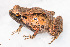 ( - IRD EAA312.2)  @11 [ ] CreativeCommons  Attribution Non-Commercial Share-Alike (2014) Evy Arida Indonesian Institute of Sciences, Museum Zoologicum Bogoriense