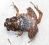  ( - IRD EAA312.2)  @11 [ ] CreativeCommons  Attribution Non-Commercial Share-Alike (2014) Evy Arida Indonesian Institute of Sciences, Museum Zoologicum Bogoriense