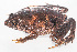  ( - IRD EAA353.2)  @11 [ ] CreativeCommons  Attribution Non-Commercial Share-Alike (2014) Evy Arida Indonesian Institute of Sciences, Museum Zoologicum Bogoriense