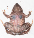  ( - IRD EAA353.2)  @11 [ ] CreativeCommons  Attribution Non-Commercial Share-Alike (2014) Evy Arida Indonesian Institute of Sciences, Museum Zoologicum Bogoriense
