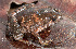  ( - IRD EAA353.2)  @11 [ ] CreativeCommons  Attribution Non-Commercial Share-Alike (2014) Evy Arida Indonesian Institute of Sciences, Museum Zoologicum Bogoriense