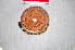 ( - IRD EAA383.2)  @11 [ ] CreativeCommons  Attribution Non-Commercial Share-Alike (2014) Evy Arida Indonesian Institute of Sciences, Museum Zoologicum Bogoriense