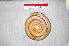 (Tropidonophis - IRD EAA383.2)  @11 [ ] CreativeCommons  Attribution Non-Commercial Share-Alike (2014) Evy Arida Indonesian Institute of Sciences, Museum Zoologicum Bogoriense