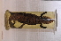  ( - IRD EAA411.2)  @11 [ ] CreativeCommons  Attribution Non-Commercial Share-Alike (2014) Evy Arida Indonesian Institute of Sciences, Museum Zoologicum Bogoriense