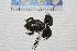  ( - IRD EAA454.2)  @11 [ ] CreativeCommons  Attribution Non-Commercial Share-Alike (2014) Evy Arida Indonesian Institute of Sciences, Museum Zoologicum Bogoriense