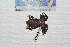  ( - IRD EAA454.2)  @11 [ ] CreativeCommons  Attribution Non-Commercial Share-Alike (2014) Evy Arida Indonesian Institute of Sciences, Museum Zoologicum Bogoriense