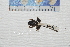  ( - IRD EAA455.2)  @11 [ ] CreativeCommons  Attribution Non-Commercial Share-Alike (2014) Evy Arida Indonesian Institute of Sciences, Museum Zoologicum Bogoriense