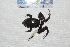  ( - IRD EAA472.2)  @11 [ ] CreativeCommons  Attribution Non-Commercial Share-Alike (2014) Evy Arida Indonesian Institute of Sciences, Museum Zoologicum Bogoriense