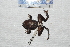  ( - IRD EAA472.2)  @11 [ ] CreativeCommons  Attribution Non-Commercial Share-Alike (2014) Evy Arida Indonesian Institute of Sciences, Museum Zoologicum Bogoriense