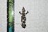  ( - IRD EAA493.2)  @11 [ ] CreativeCommons  Attribution Non-Commercial Share-Alike (2014) Evy Arida Indonesian Institute of Sciences, Museum Zoologicum Bogoriense